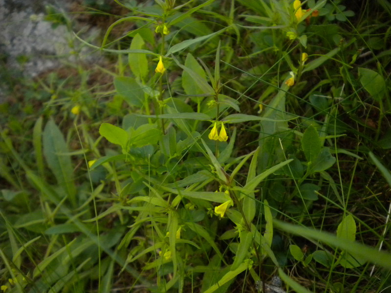V.Aosta  - Melampyrum sylvaticum L..