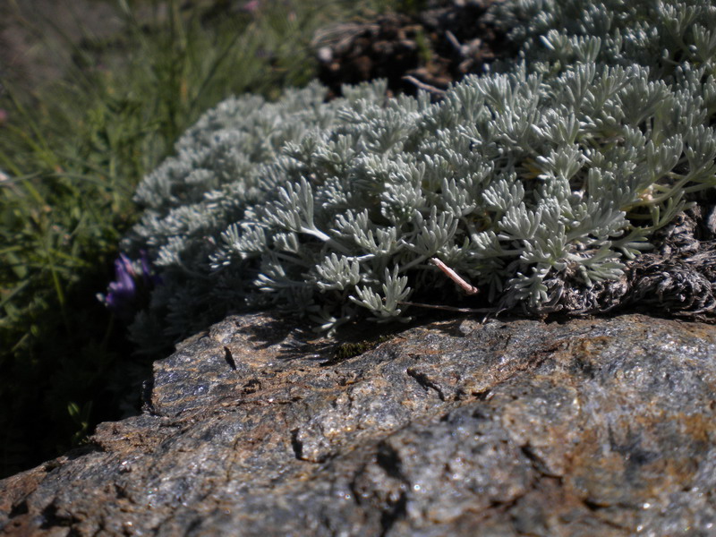 Artemisia glacialis / Assenzio genep nero