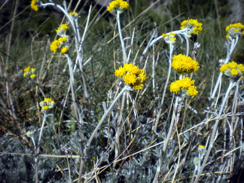 Artemisia glacialis / Assenzio genep nero
