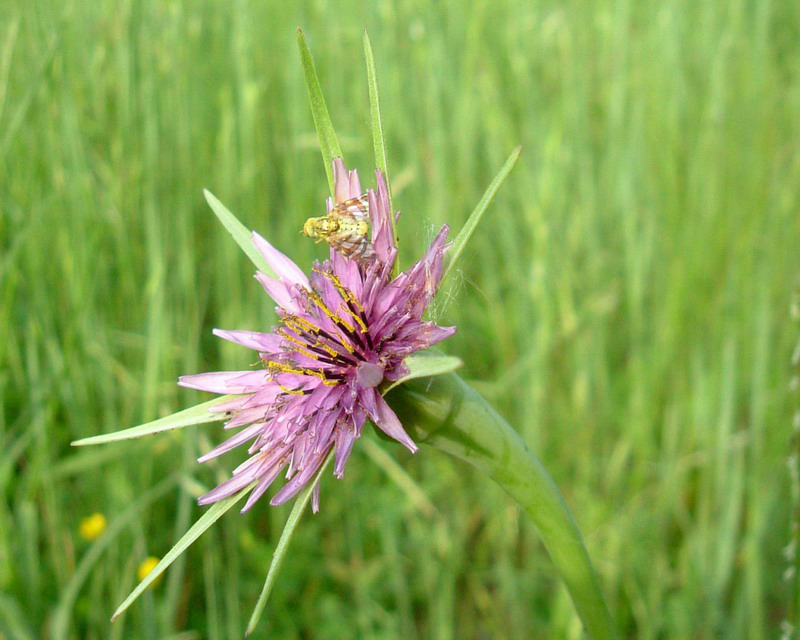 Tragopogon porrifolius / Barba di Becco violetta