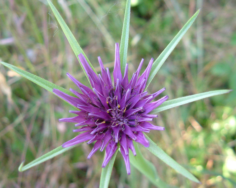 Tragopogon porrifolius / Barba di Becco violetta