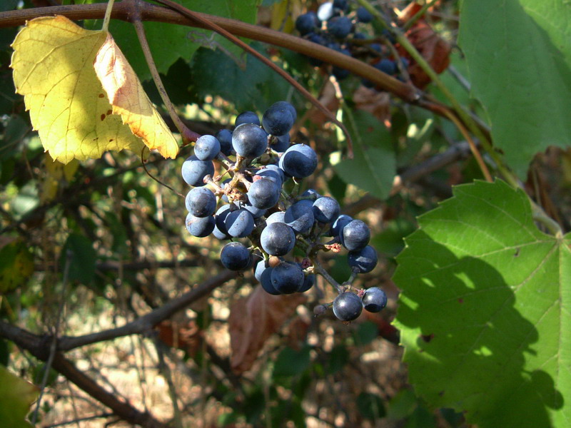 Uva rinselvatichita - cfr. Vitis vinifera ssp. sylvestris