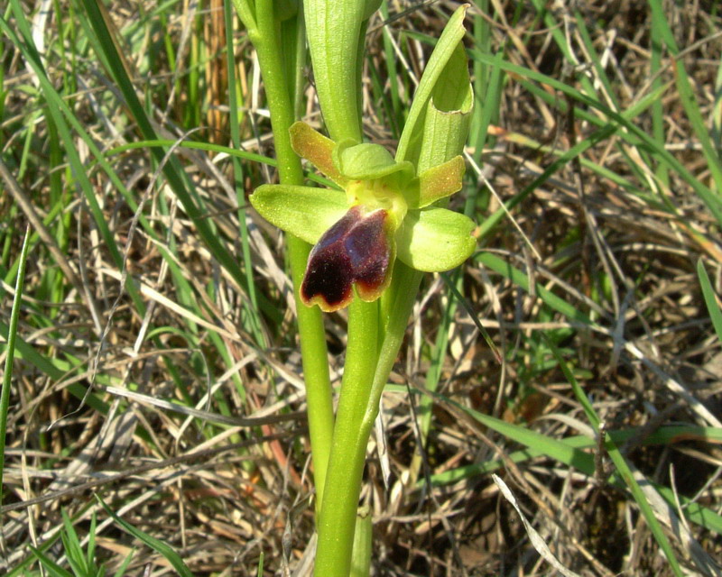 Ophrys