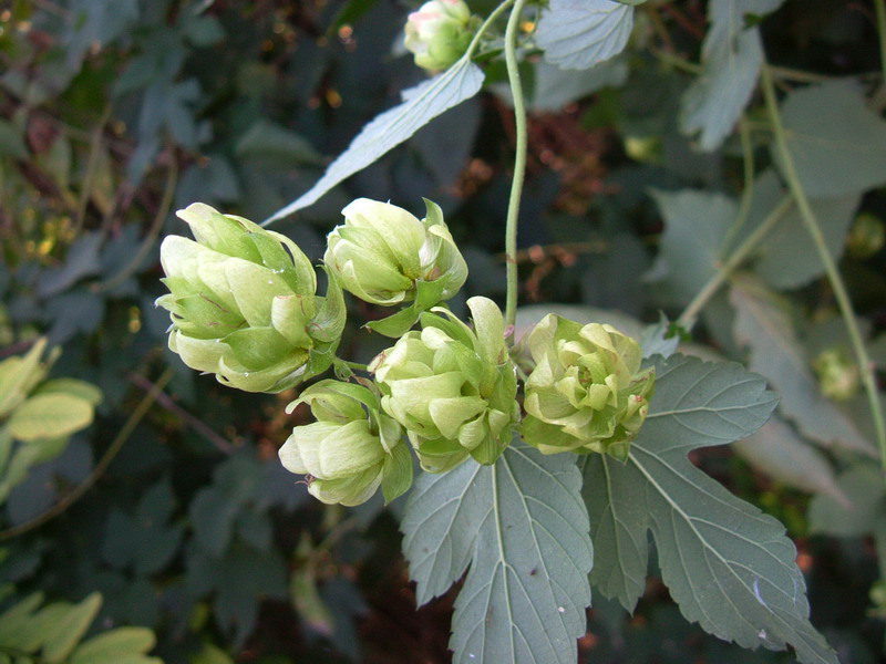 Humulus lupulus