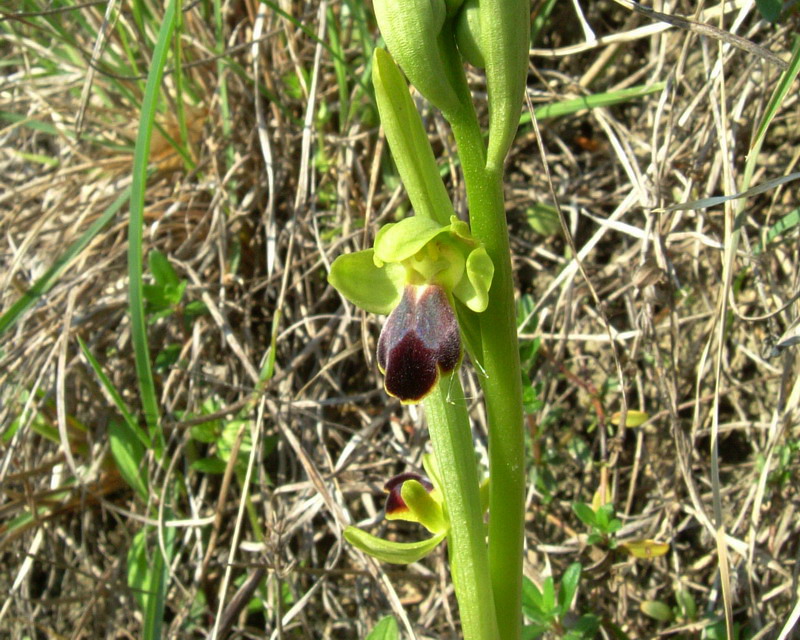 Ophrys