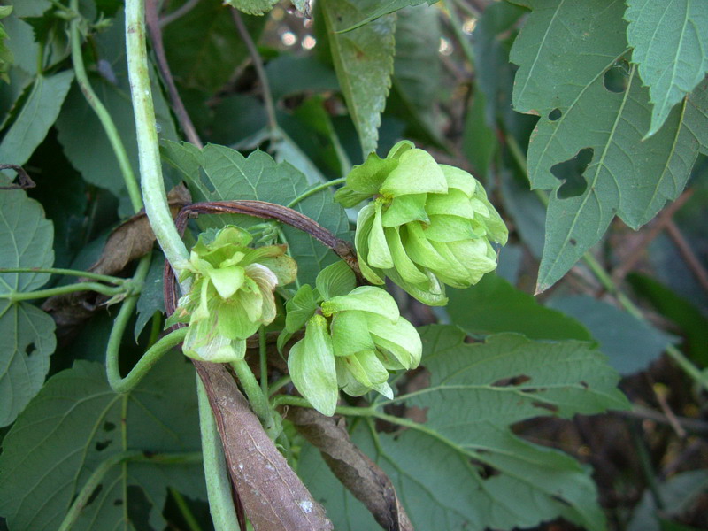 Humulus lupulus