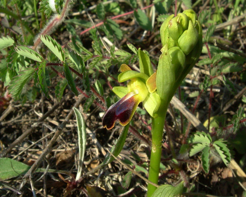 Ophrys