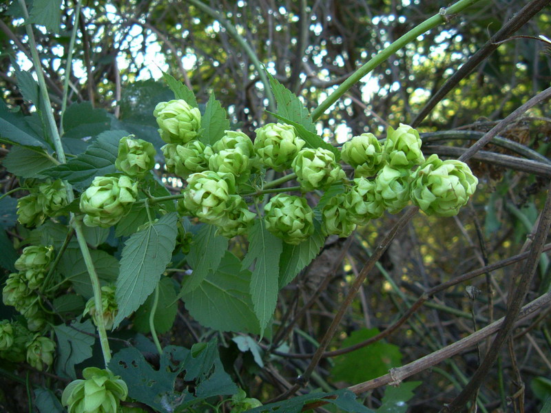 Humulus lupulus