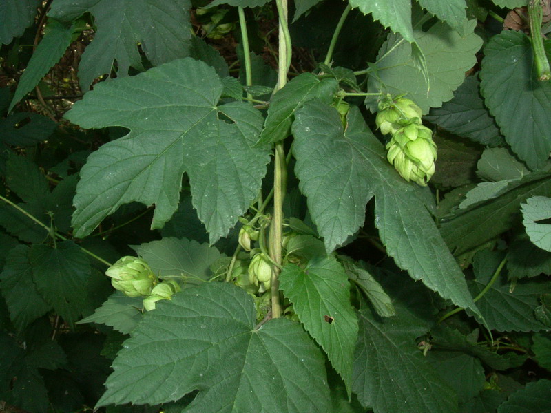 Humulus lupulus