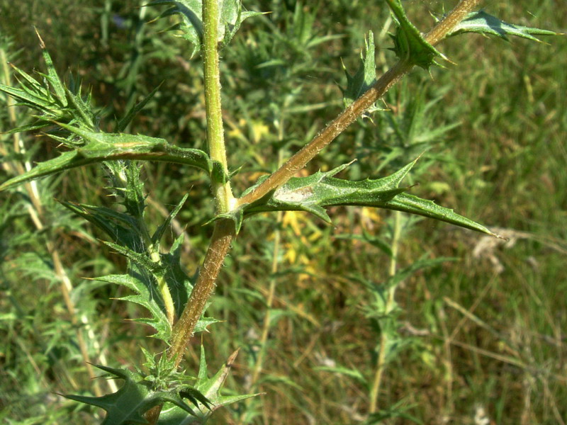 Carthamus lanatus / Zafferanone selvatico