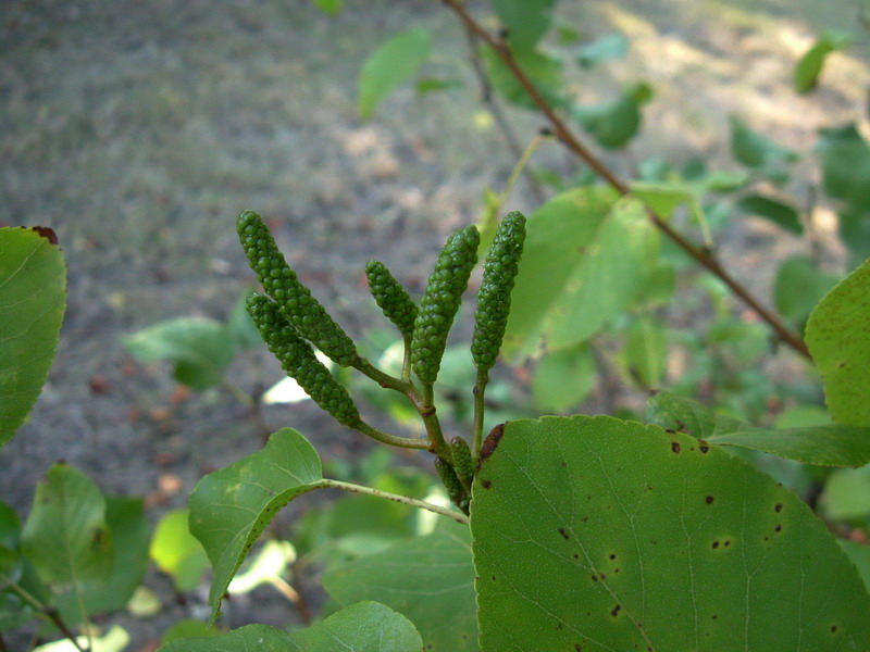 Alnus cordata