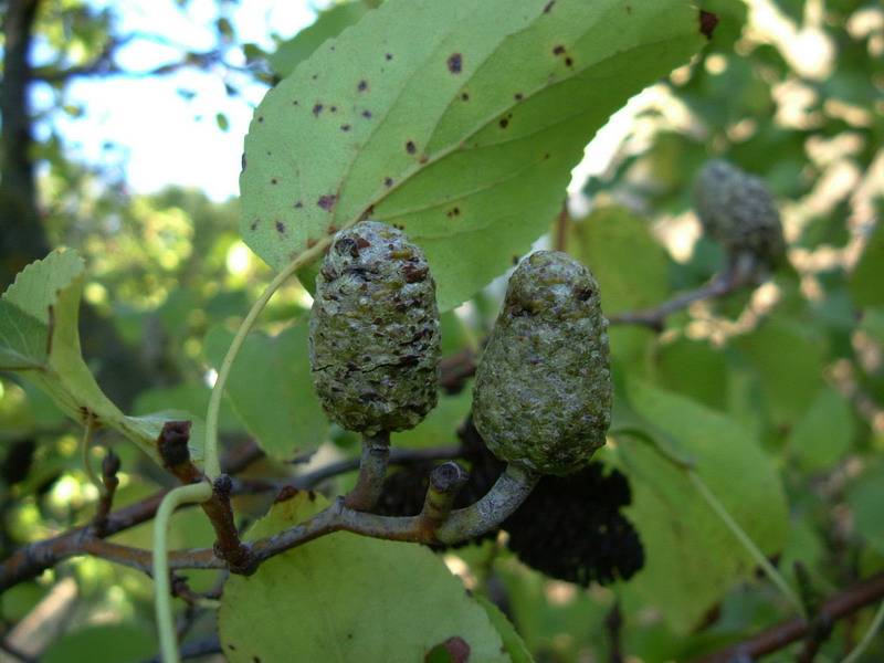 Alnus cordata