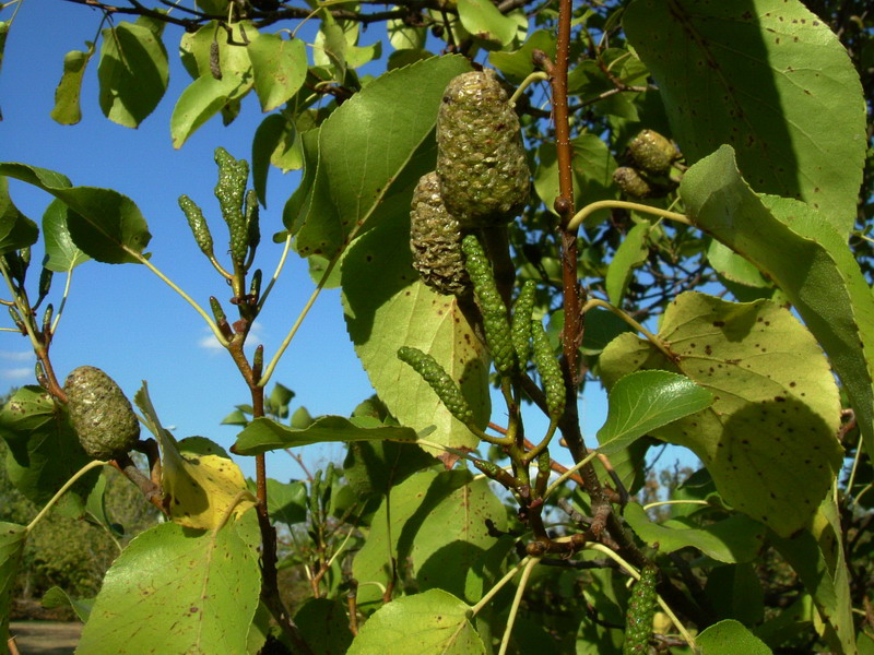 Alnus cordata