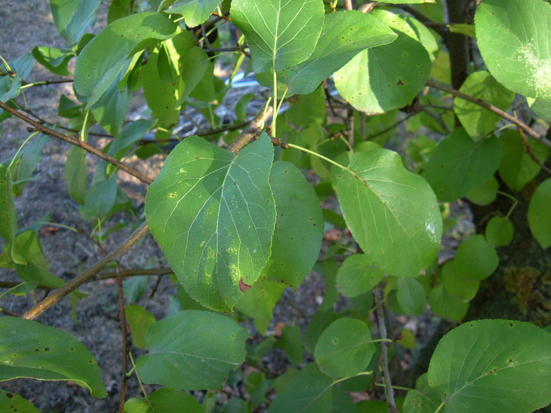 Alnus cordata