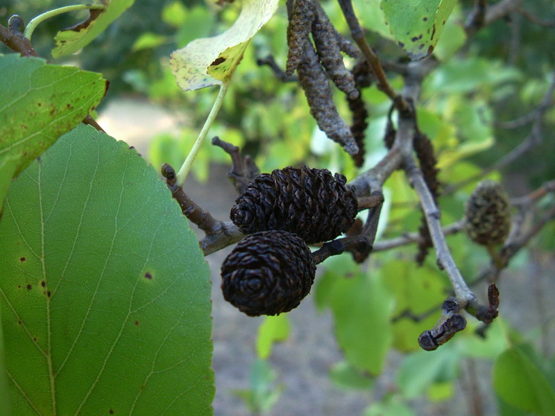 Alnus cordata