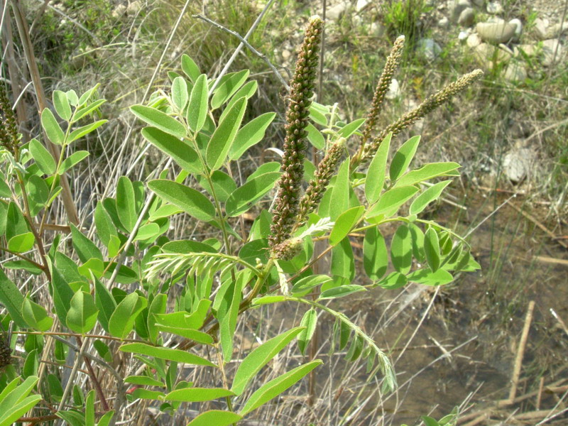 Amorpha fruticosa / Indaco bastardo