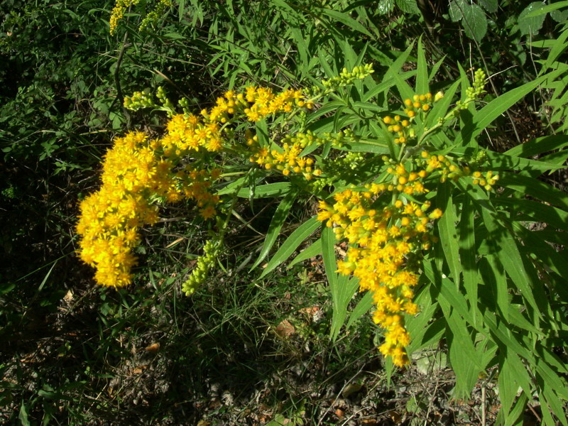 Sull''argine - Solidago cfr. canadensis