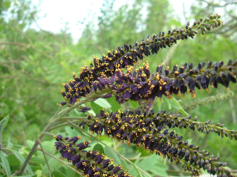 Amorpha fruticosa / Indaco bastardo