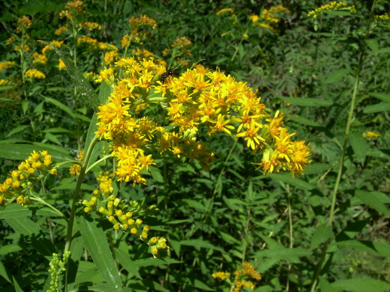 Sull''argine - Solidago cfr. canadensis