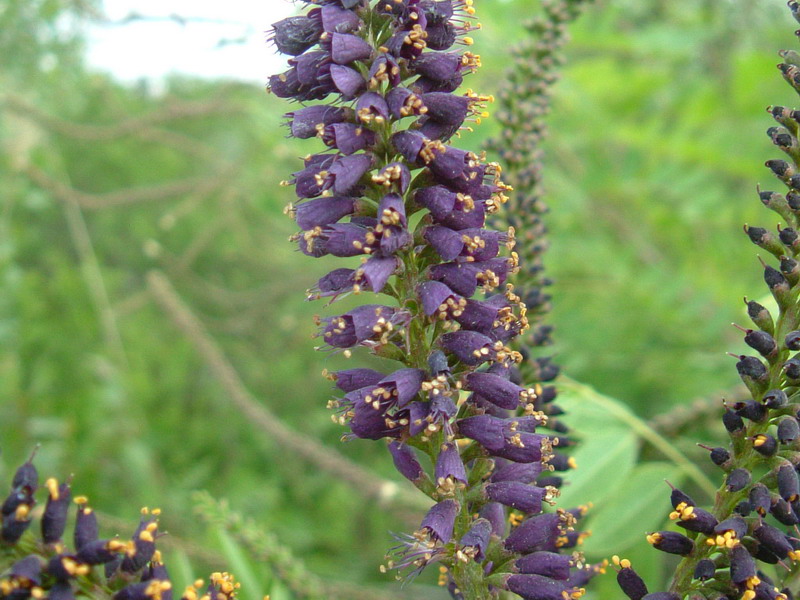 Amorpha fruticosa / Indaco bastardo