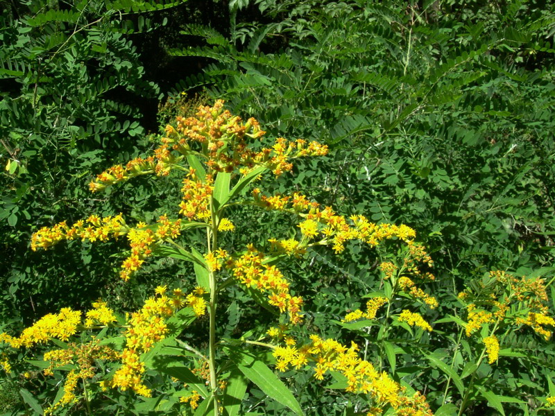 Sull''argine - Solidago cfr. canadensis