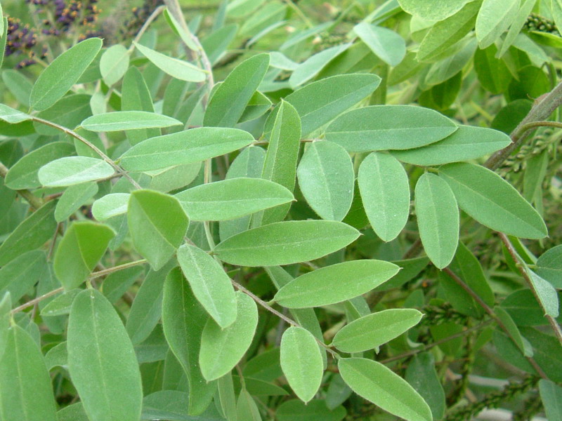 Amorpha fruticosa / Indaco bastardo