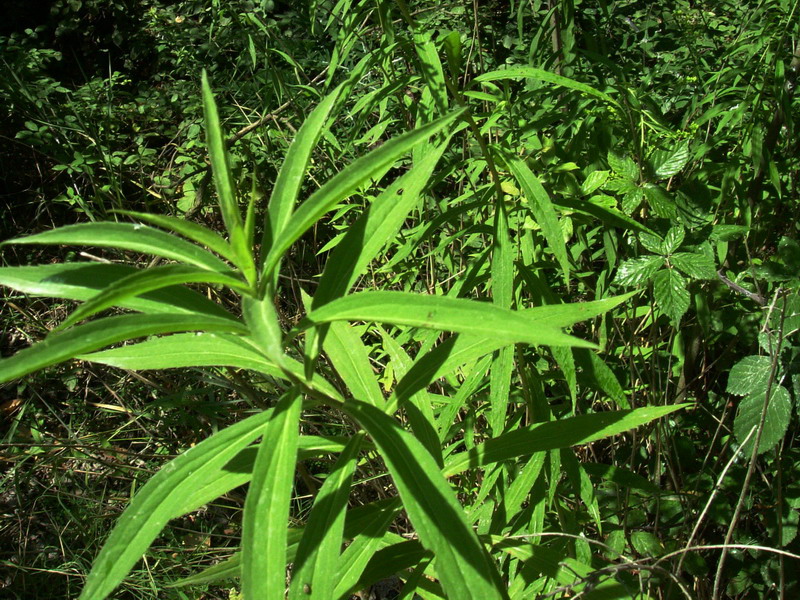 Sull''argine - Solidago cfr. canadensis