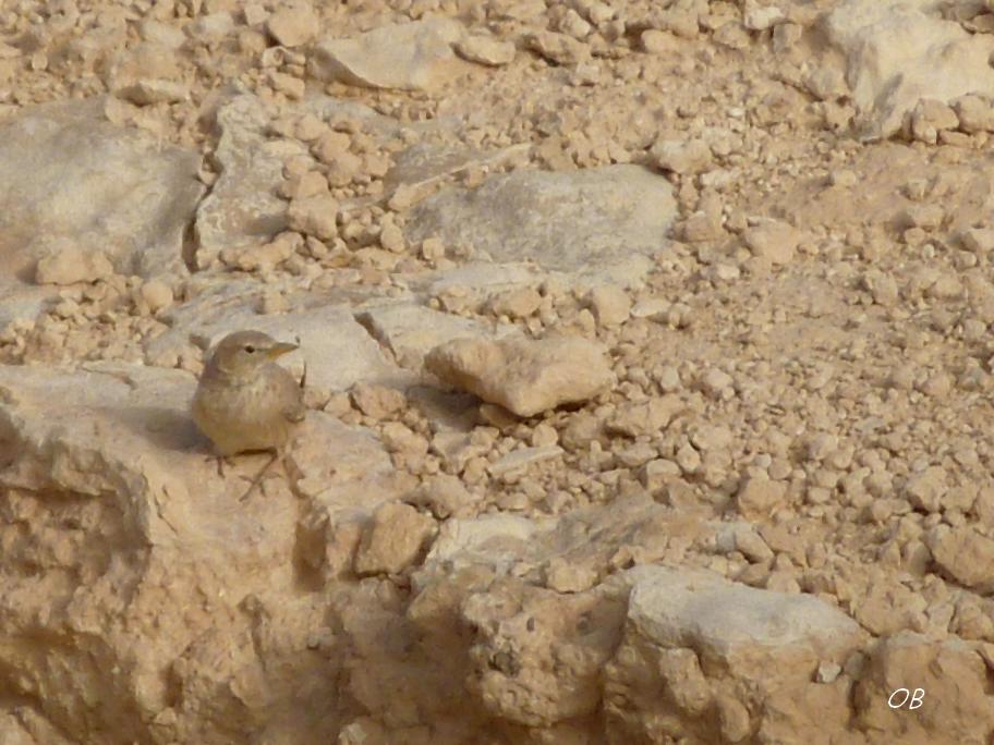 Allodola del deserto - Tunisia