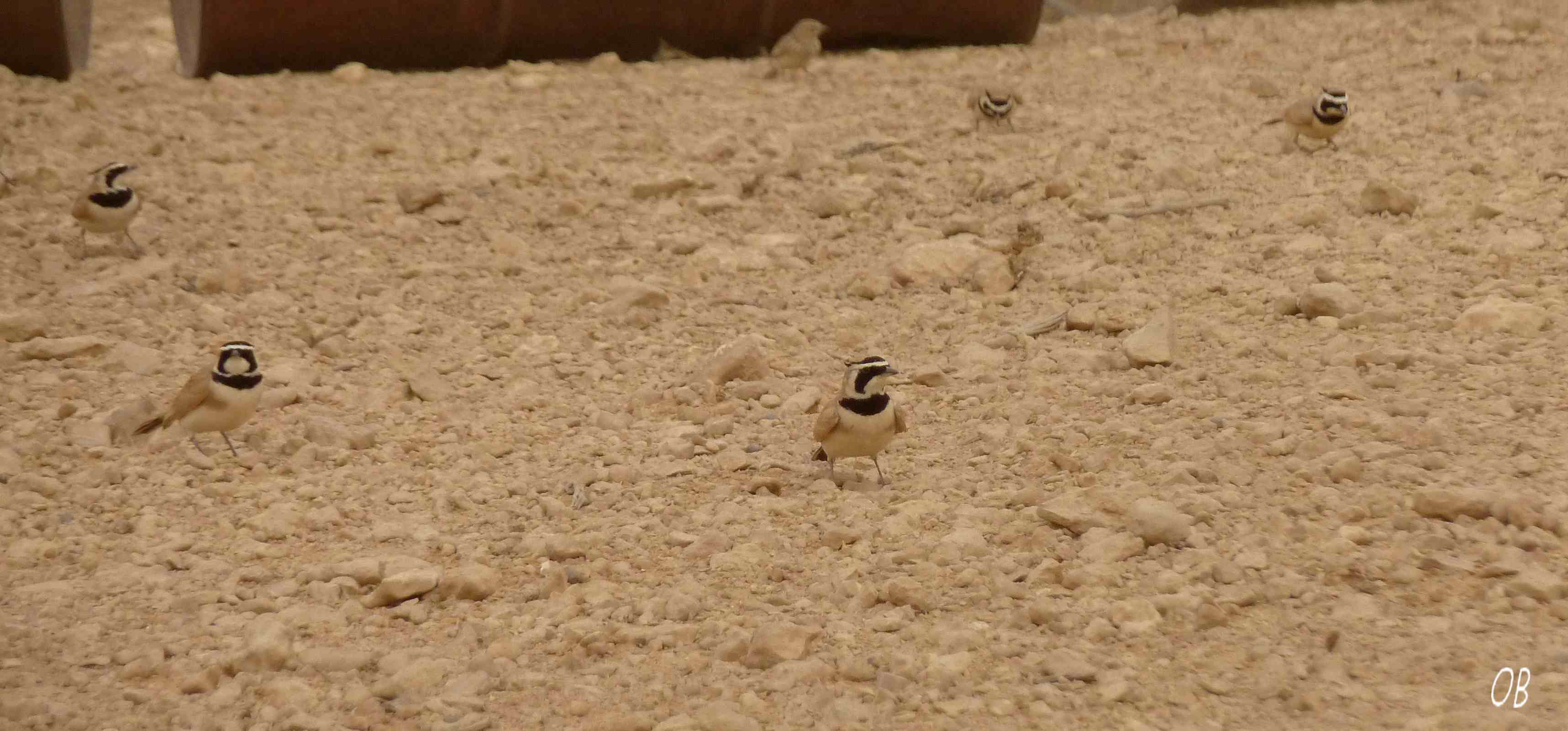 Allodola di Temminck - Tunisia