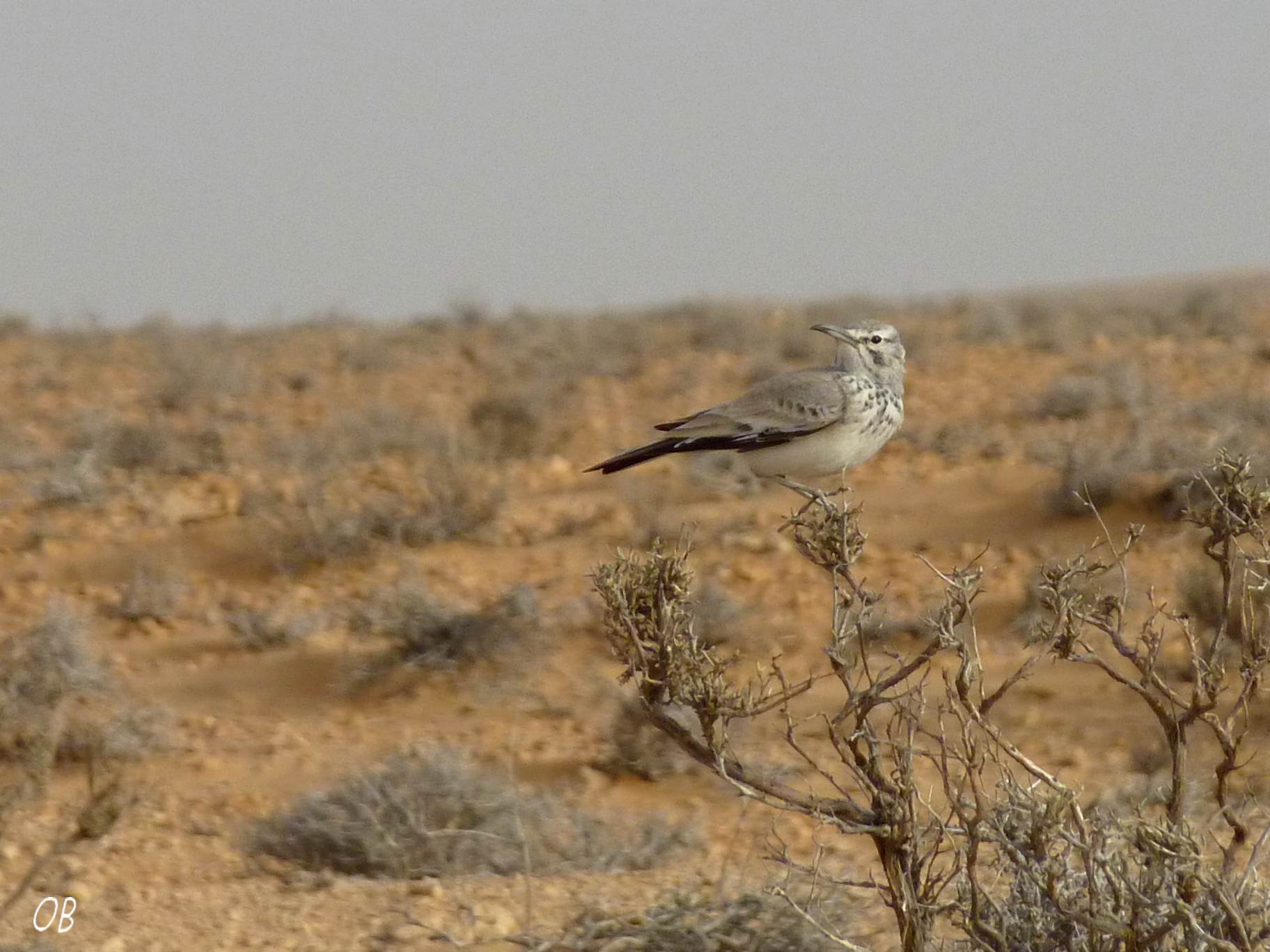 Allodola Beccocurvo - Tunisia