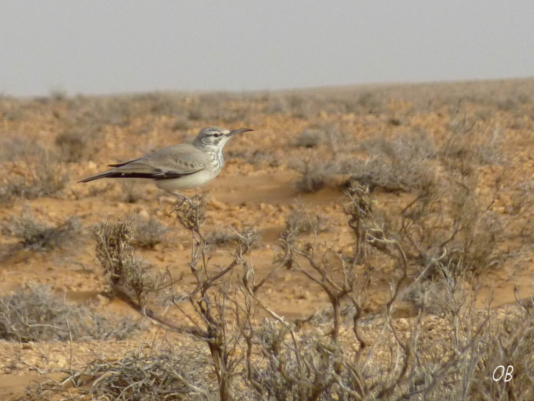 Allodola Beccocurvo - Tunisia