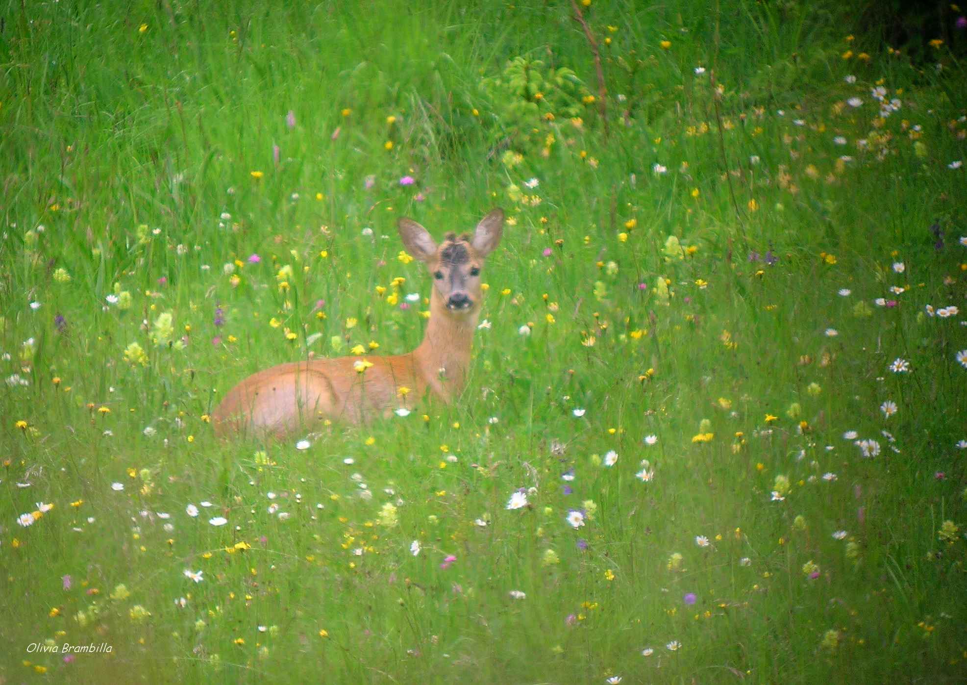 Il Capriolo