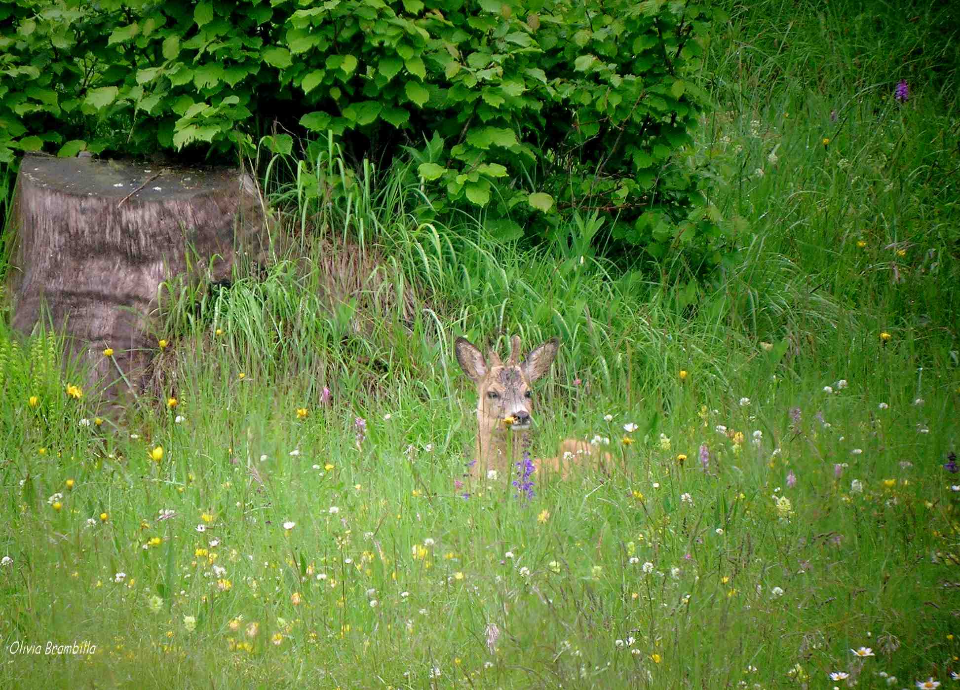 Il Capriolo