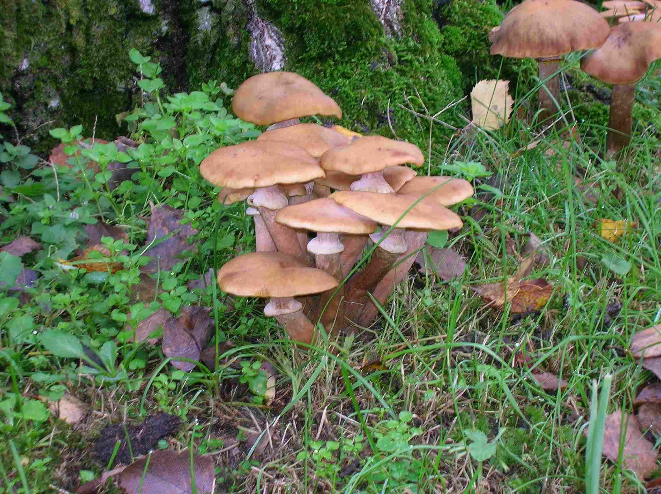 Armillaria mellea