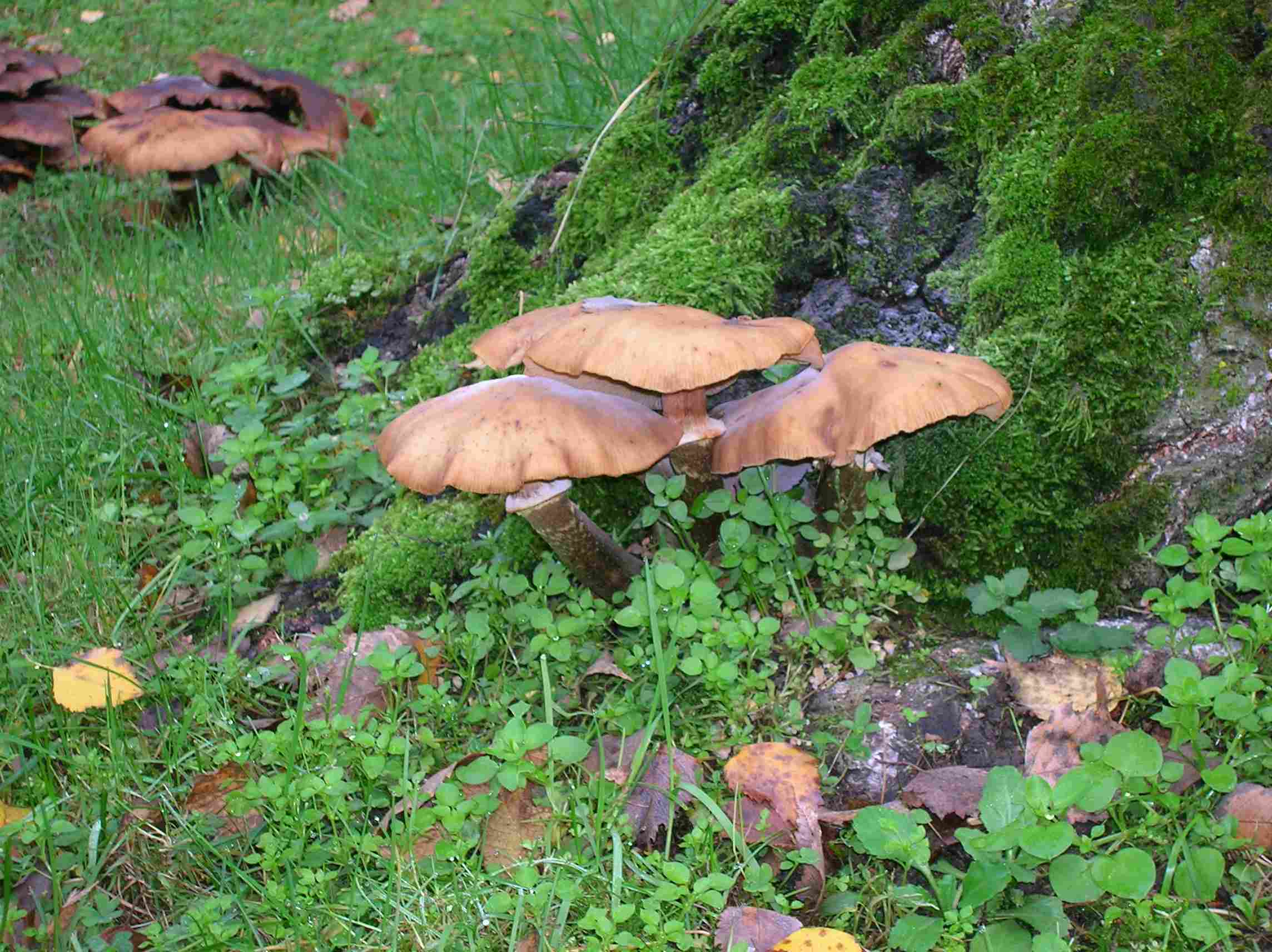 Armillaria mellea