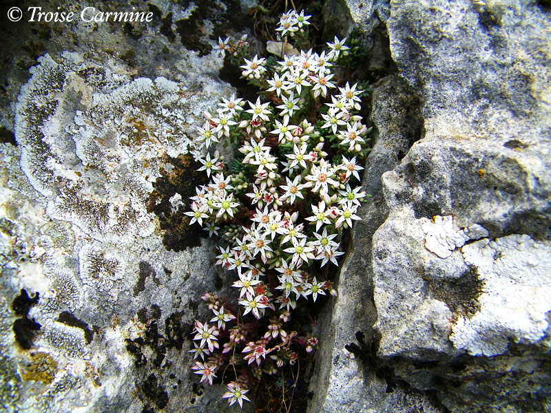 Sedum hispanicum