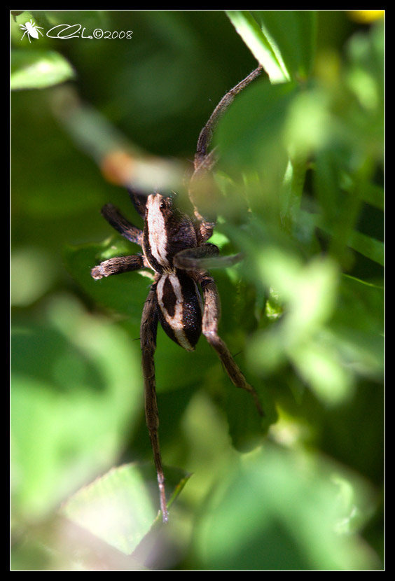 Alopecosa sp. - Lycosidae