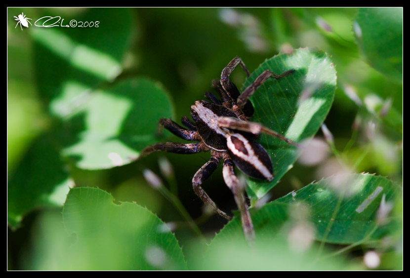 Alopecosa sp. - Lycosidae