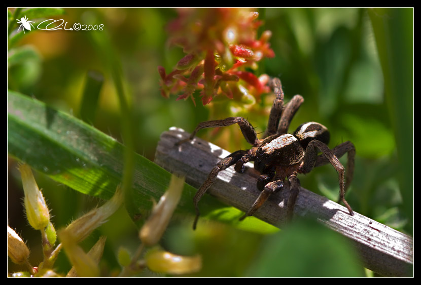 Alopecosa sp. - Lycosidae