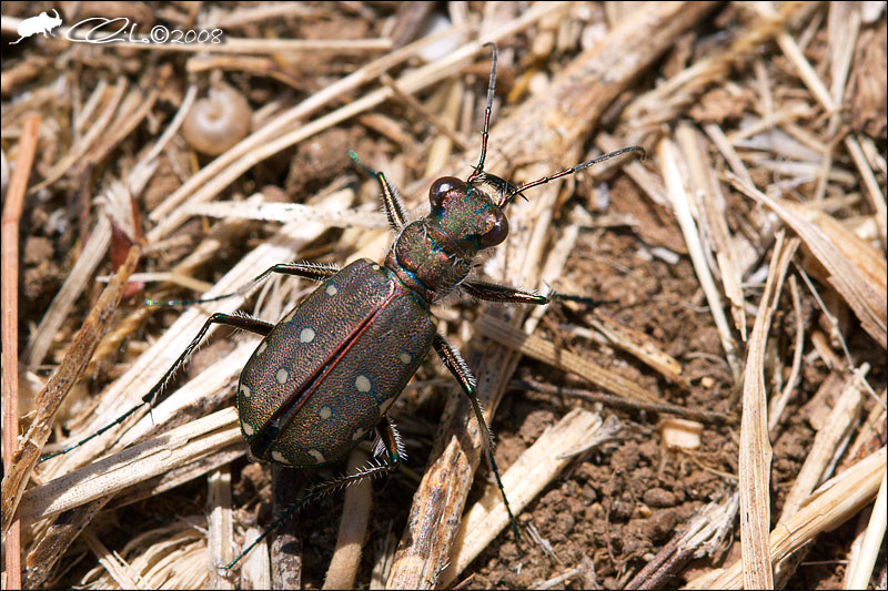 Calomera littoralis nemoralis - Carabidae