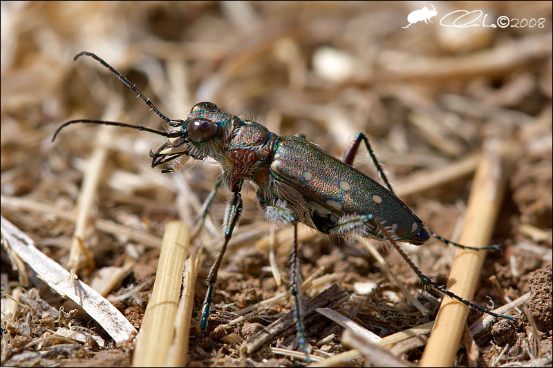 Calomera littoralis nemoralis - Carabidae