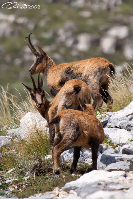 Camoscio d''Abruzzo Rupicapra pyrenaica ornata