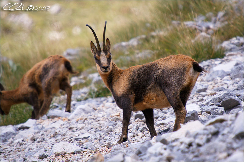 Camoscio d''Abruzzo Rupicapra pyrenaica ornata