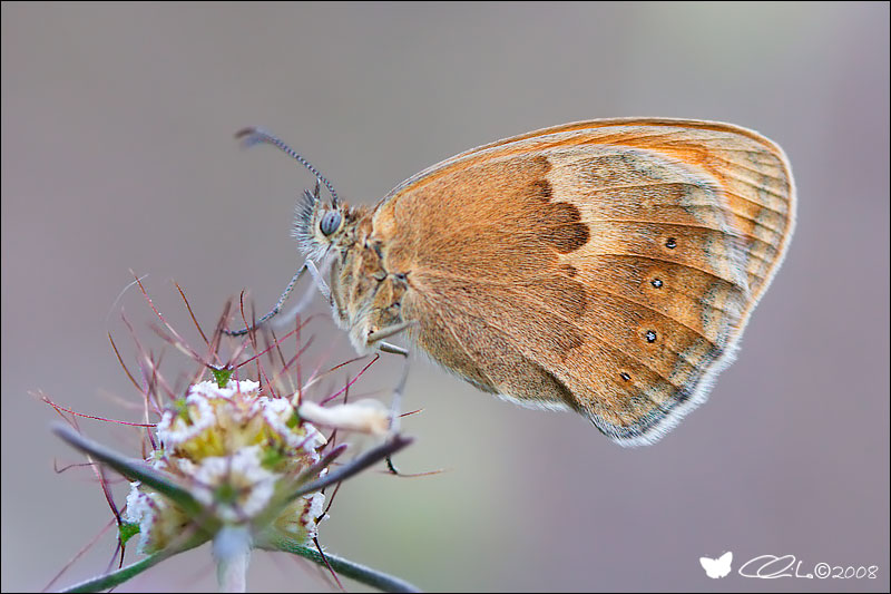 Coenonympha pamphilus