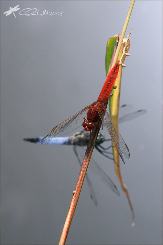 Orthetrum cancellatum e Crocothemis erytraea