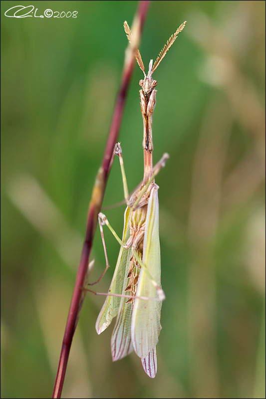 Empusa pennata (Maschio) - Empusidae