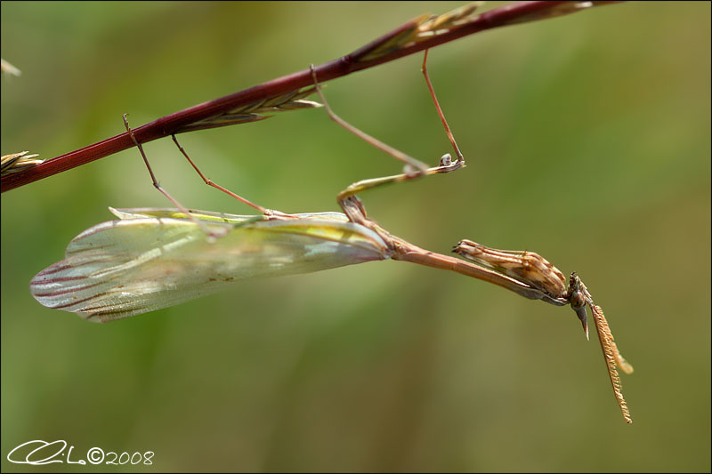 Empusa pennata (Maschio) - Empusidae