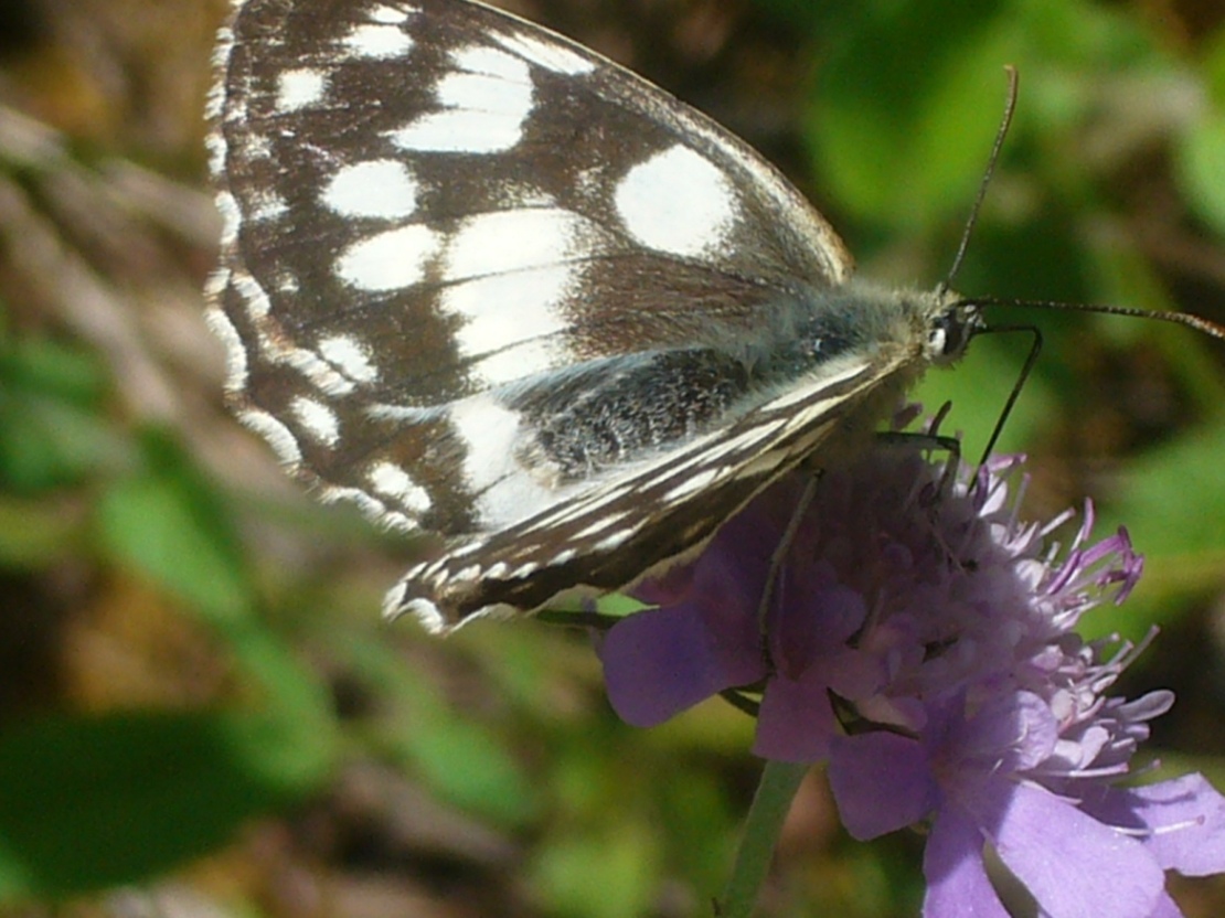 farfalla - Melanargia galathea