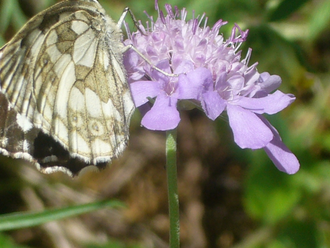 farfalla - Melanargia galathea