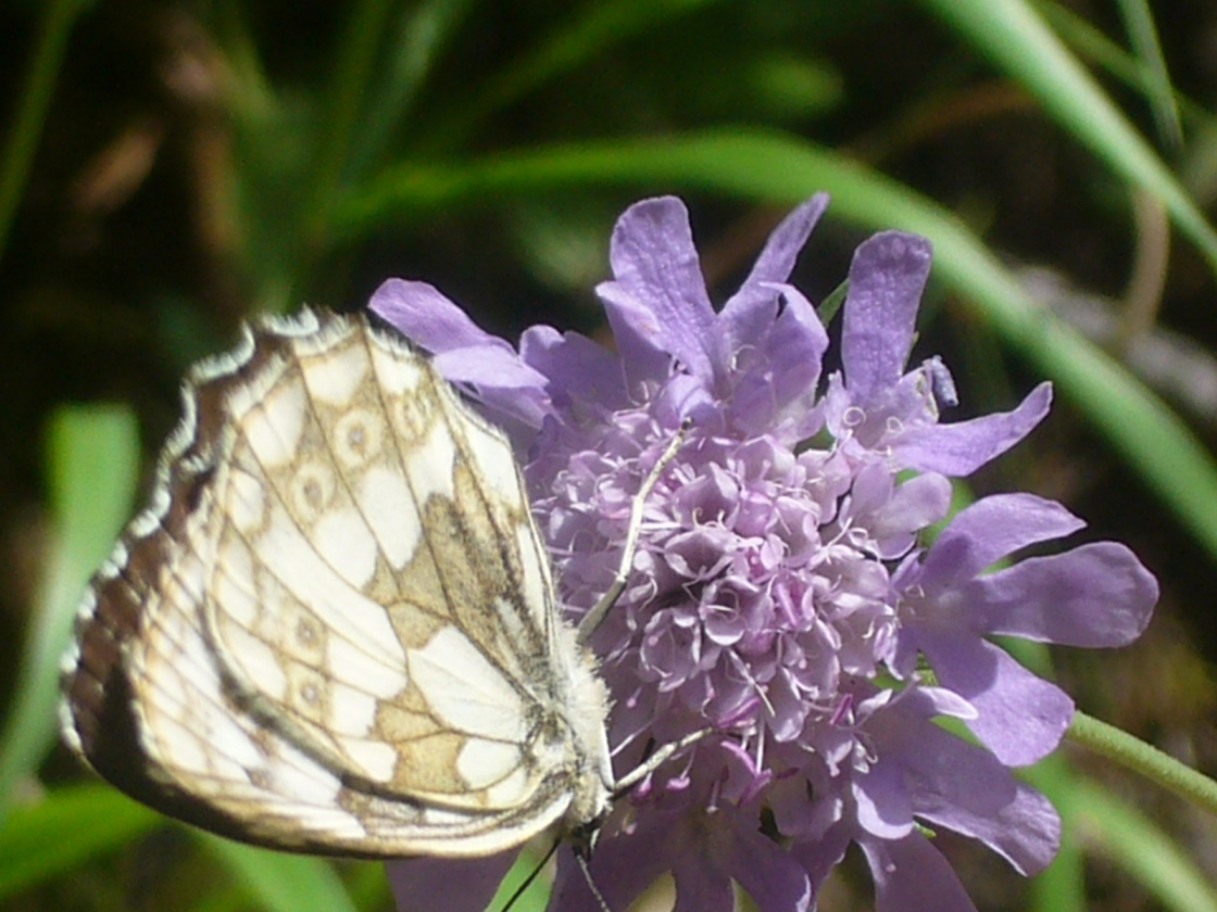 farfalla - Melanargia galathea